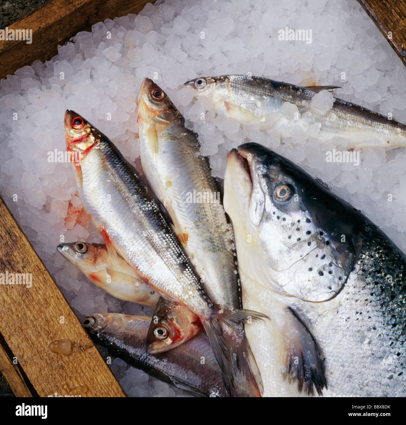 Tote Fische in Behälter mit Eis erhöhten Blick Stockfoto