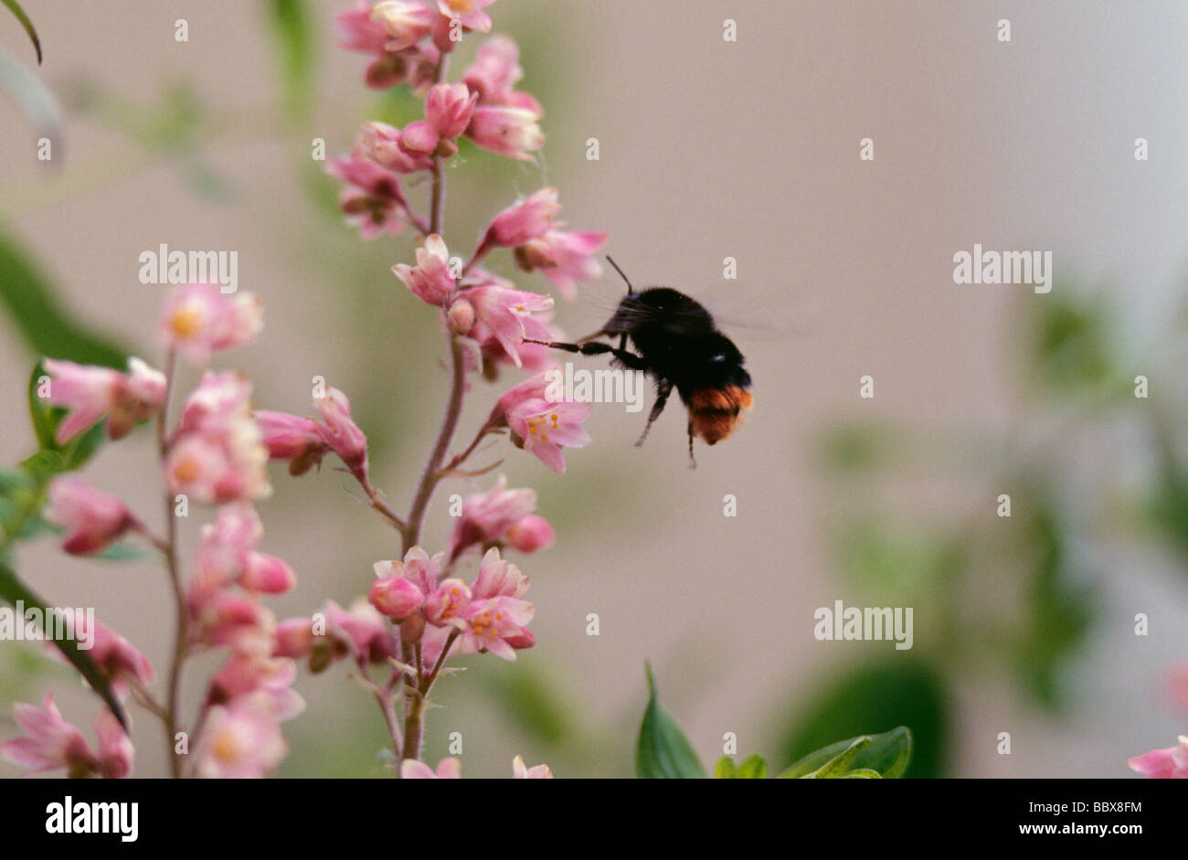 Insekt auf Blume Stockfoto