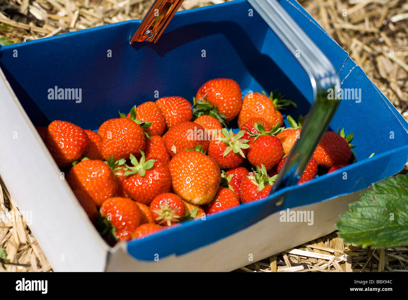 Ein Körbchen Erdbeeren frisch vom Feld gepflückt Stockfoto
