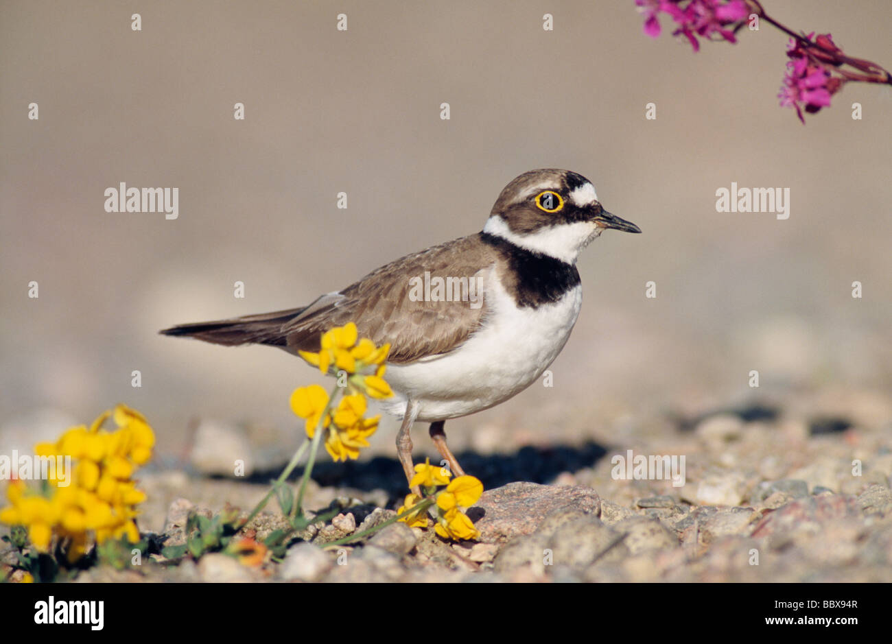 Vogel tatenlos Blumen Stockfoto