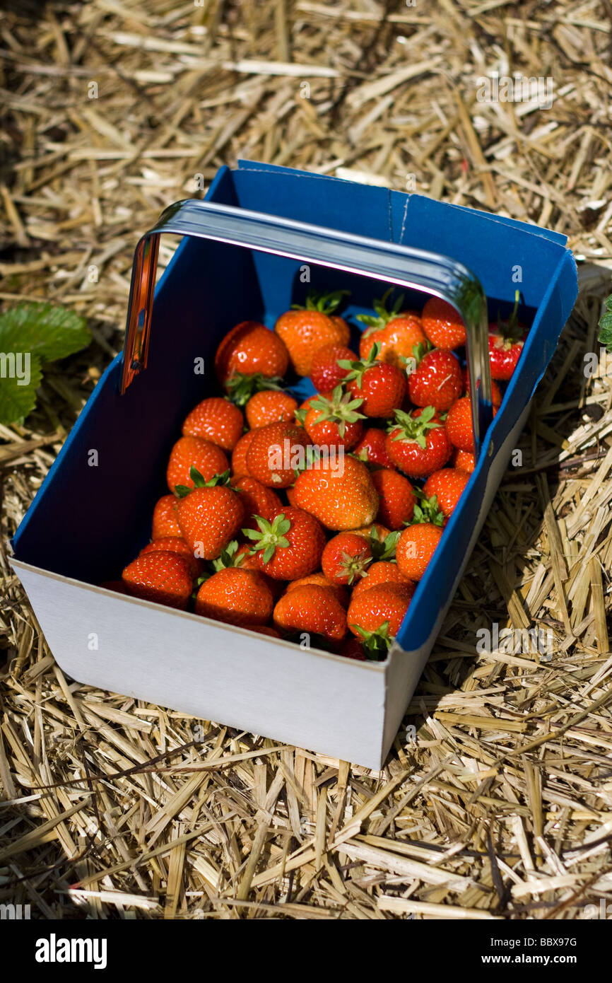 Ein Körbchen Erdbeeren frisch vom Feld gepflückt Stockfoto