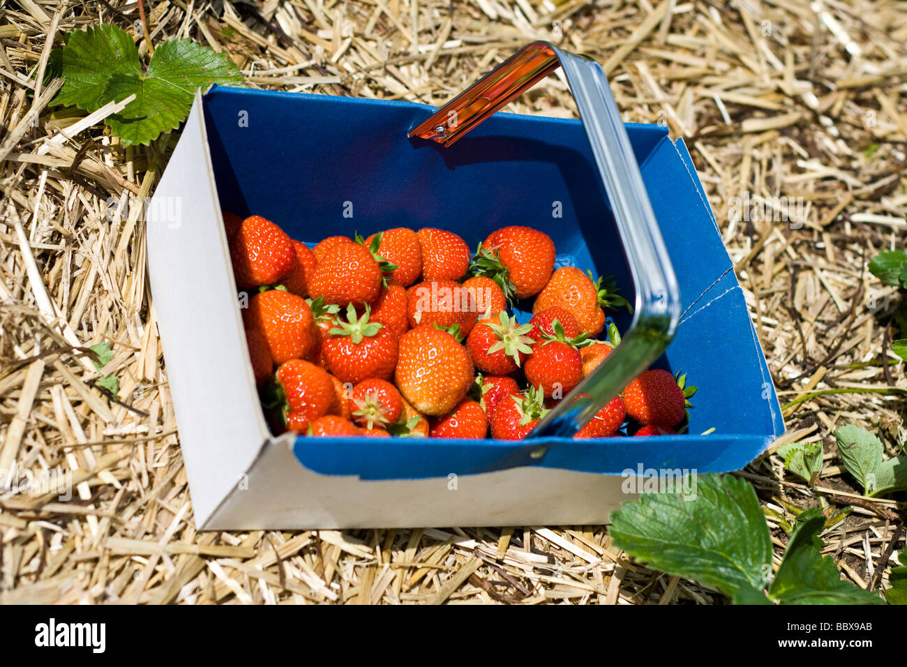 Ein Körbchen Erdbeeren frisch vom Feld gepflückt Stockfoto