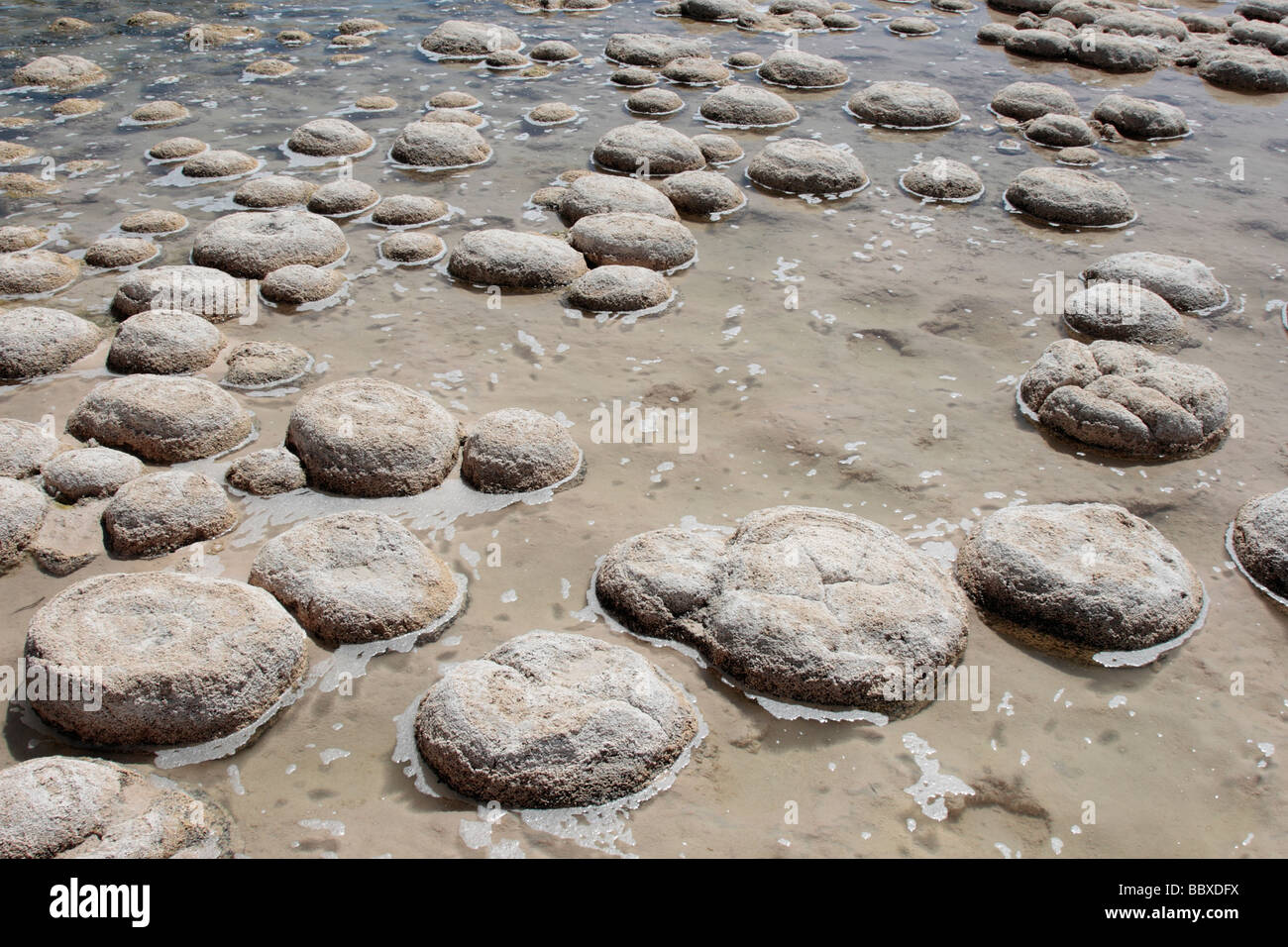 Thrombolites am Rande des Lake Clifton in der Nähe von Perth in Western Australia Stockfoto