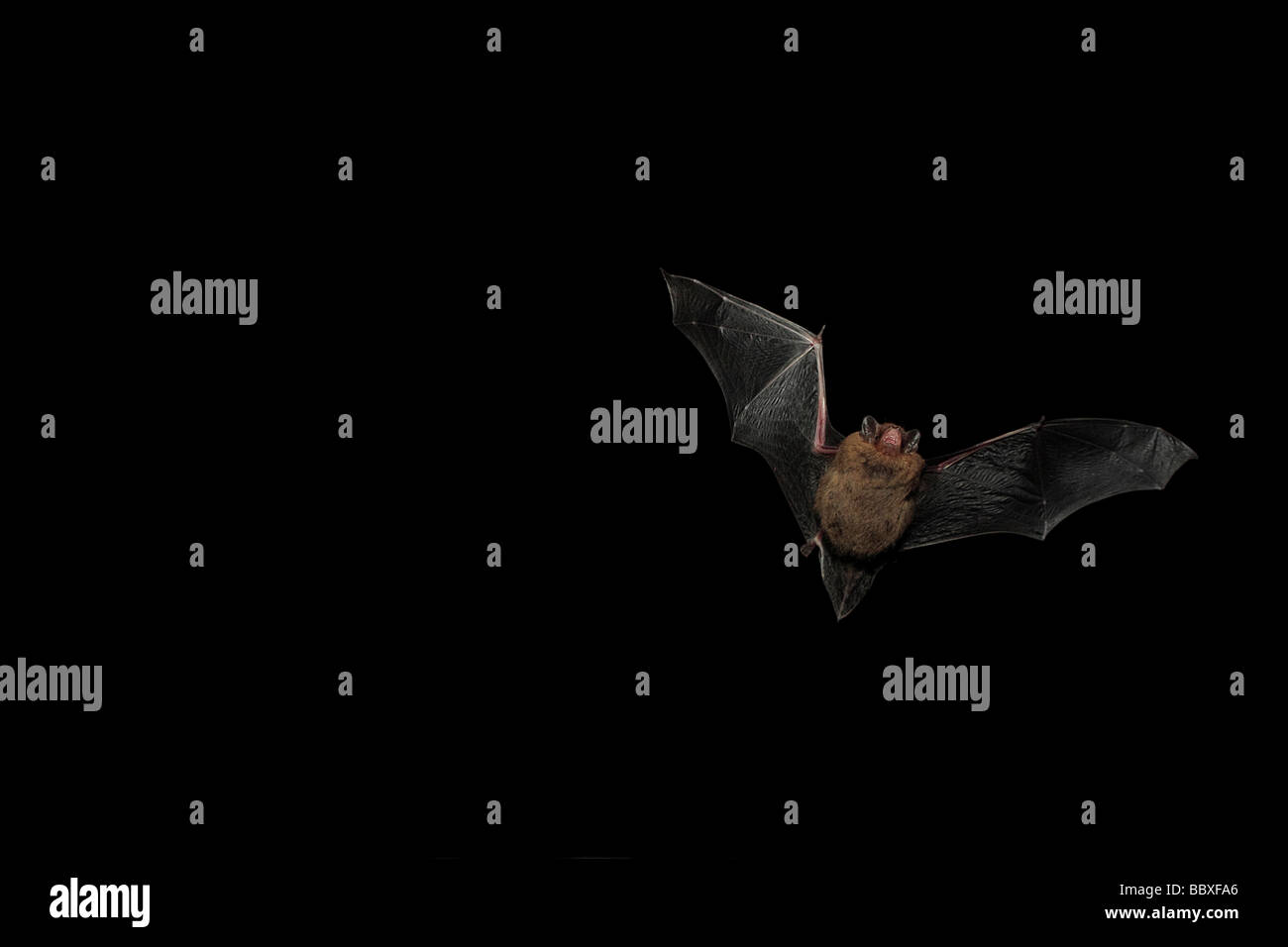Zwergfledermaus Bat im Flug. Stockfoto
