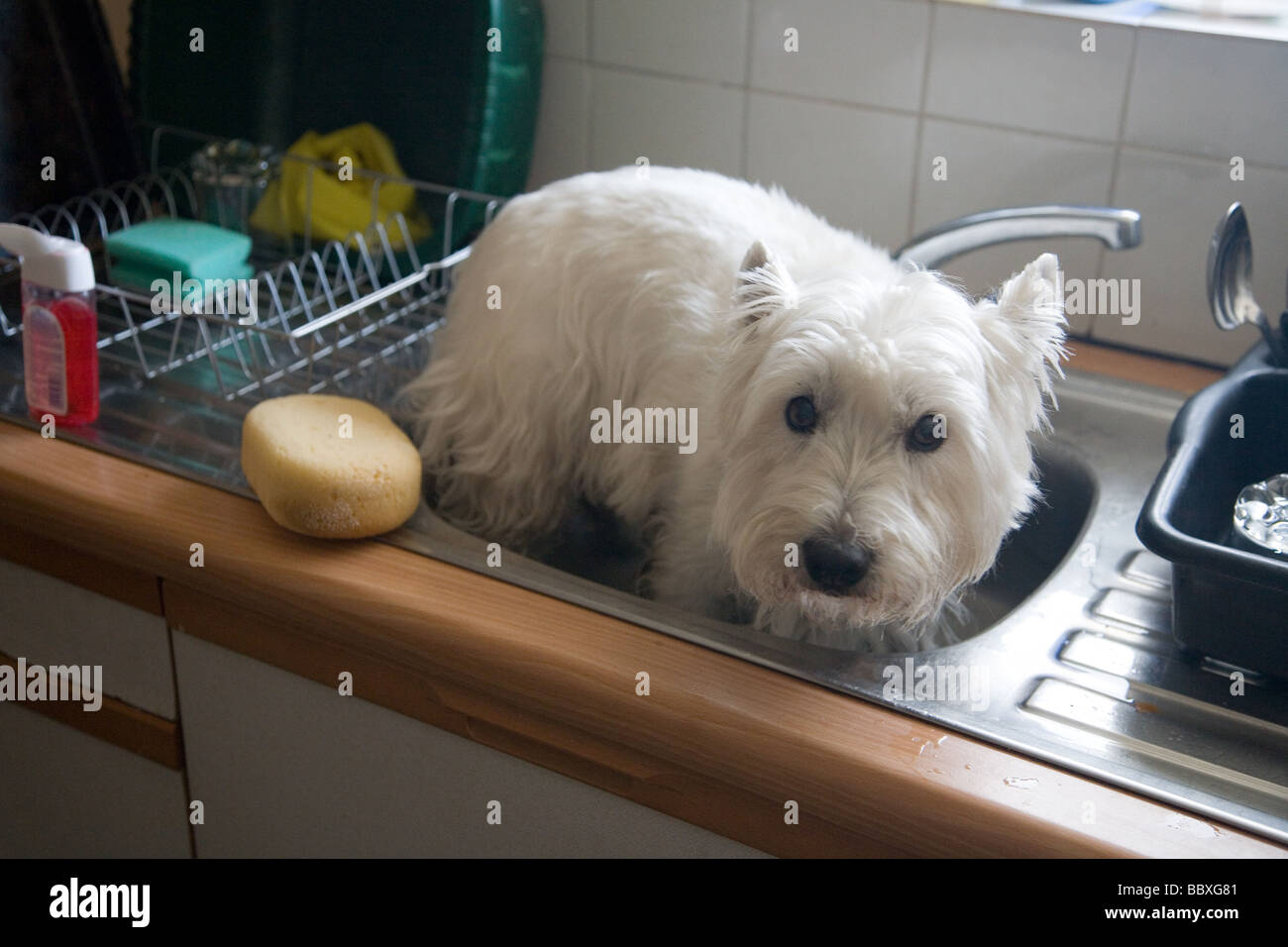 Die Badezeit in der Küchenspüle für einen West Highland Terrier Stockfoto