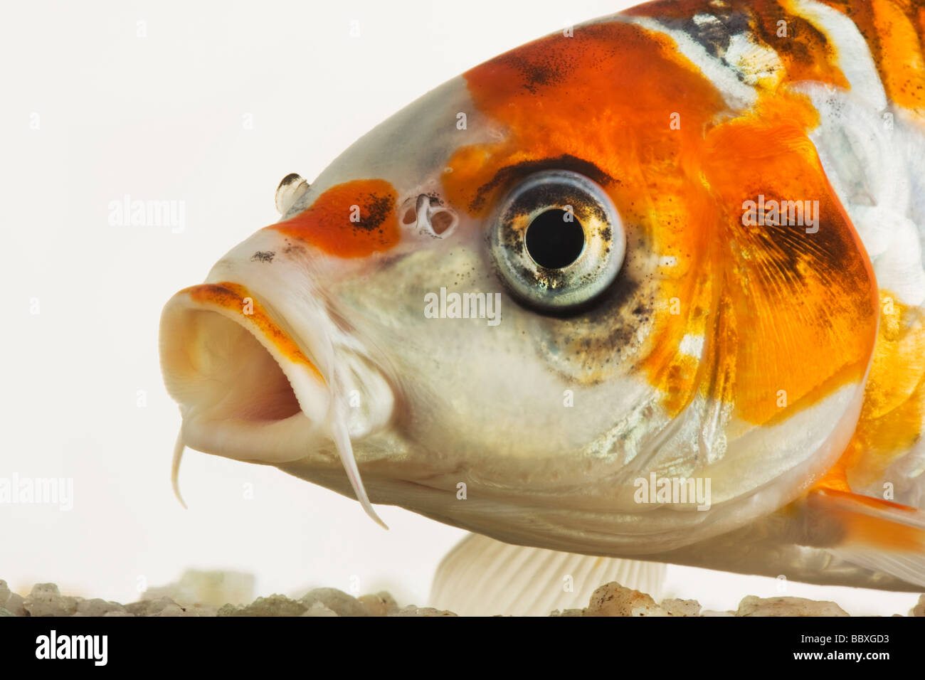Koi Fische domestizierte Vielzahl von Karpfen Cyprinus Carpio gezüchtet in verschiedenen Farbmustern vor weißem Hintergrund Stockfoto