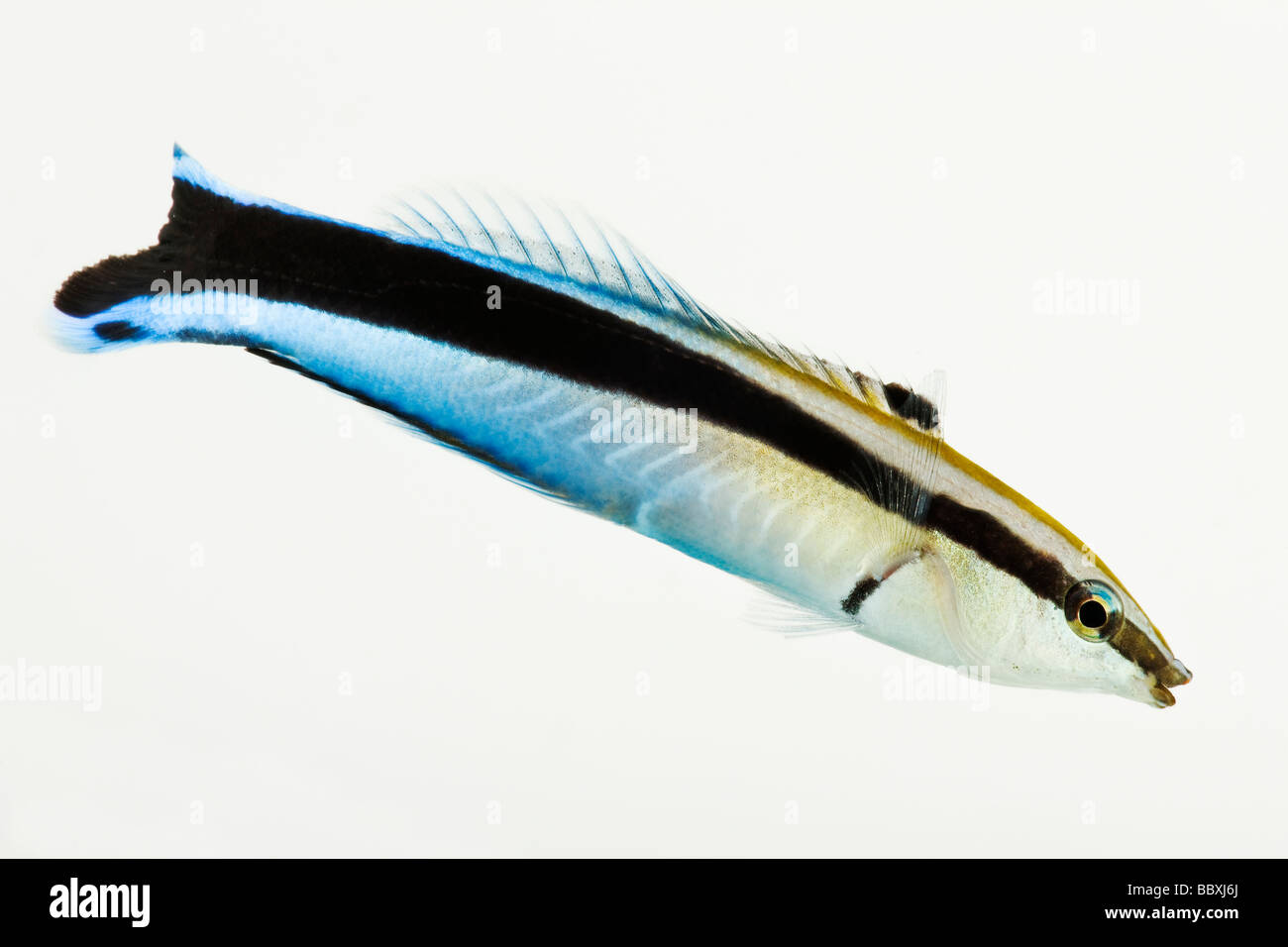 Gemeinsamen sauberer Lippfisch Labroides Dimidiatus Tropical Marine Riff-Fischen Stockfoto