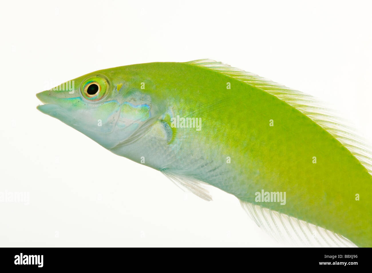 Grüner Lippfisch Halichoeres Chloropterus Tropical marine Riff-Fische Stockfoto