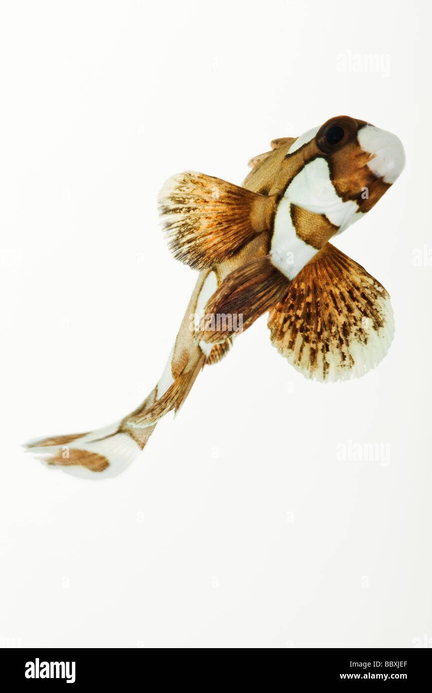 Clown Sweetlips Plectorhinchus Chaetodonoides Tropical Marine Riff-Fischen Stockfoto