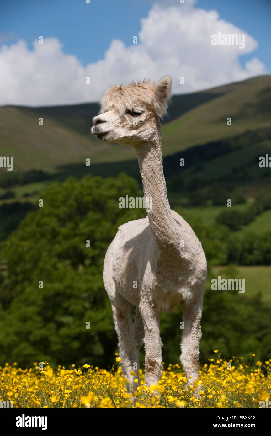 Neu geschert Alpaka Lama Pacos Erwachsene im Feld im Frühsommer Cumbria Stockfoto