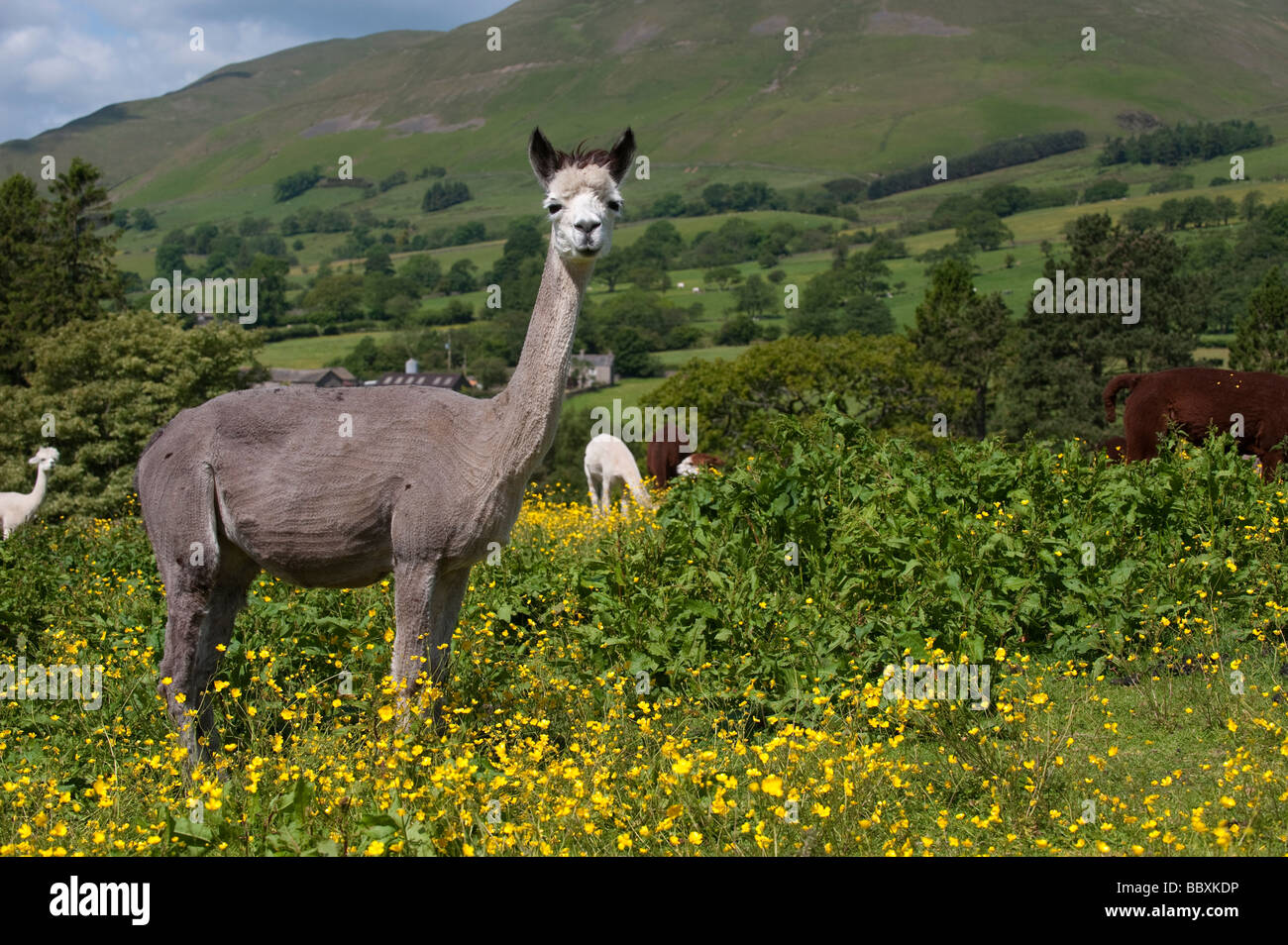 Neu geschert Alpaka Lama Pacos Erwachsene im Feld im Frühsommer Cumbria Stockfoto