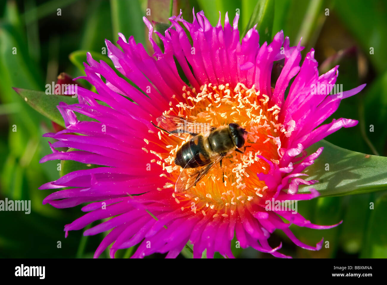 Sally-my-gut aussehend (Khoi Acinaciformis) Blume mit Biene Stockfoto