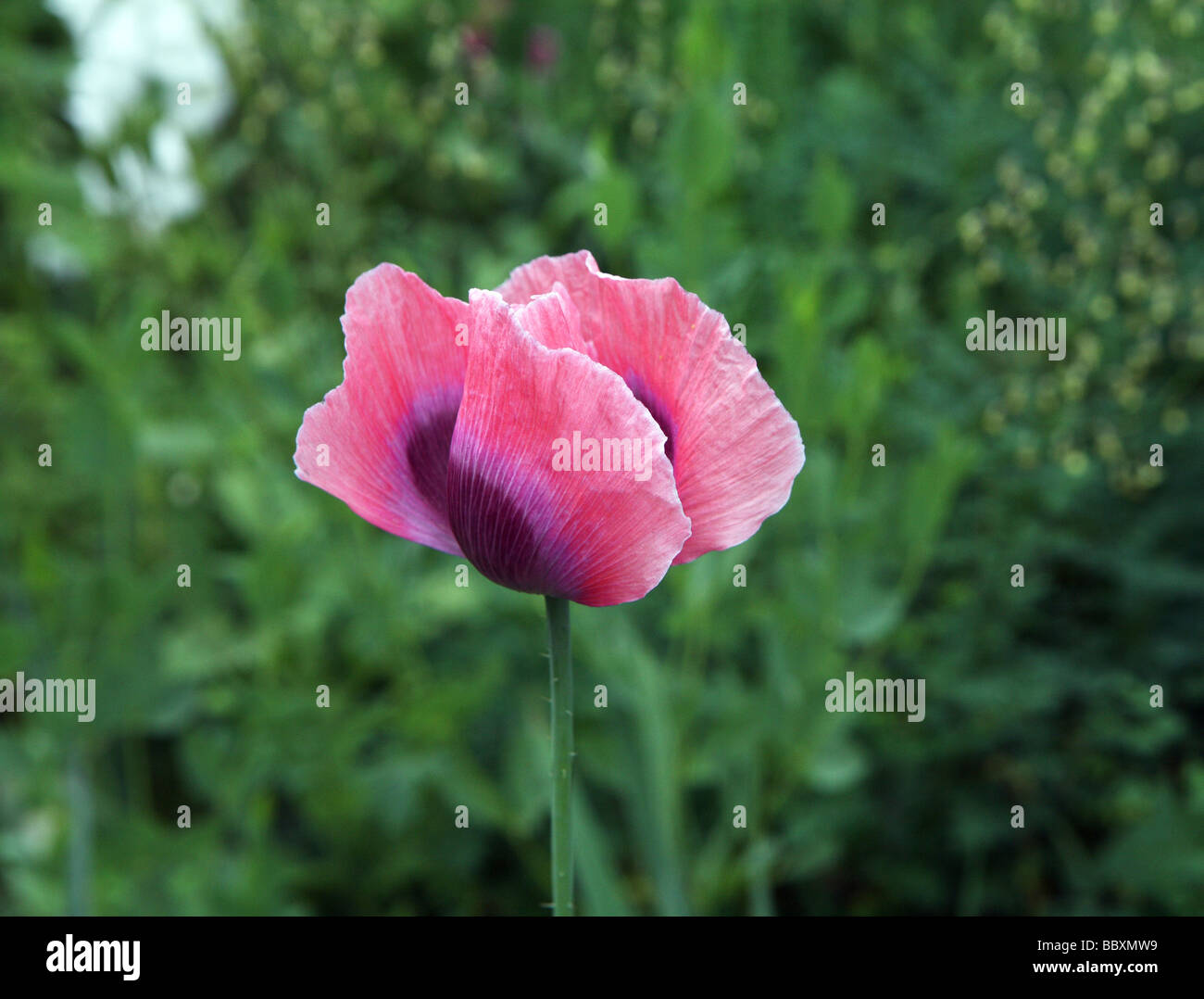 Ein violett und lila Mohn Anemone. Stockfoto