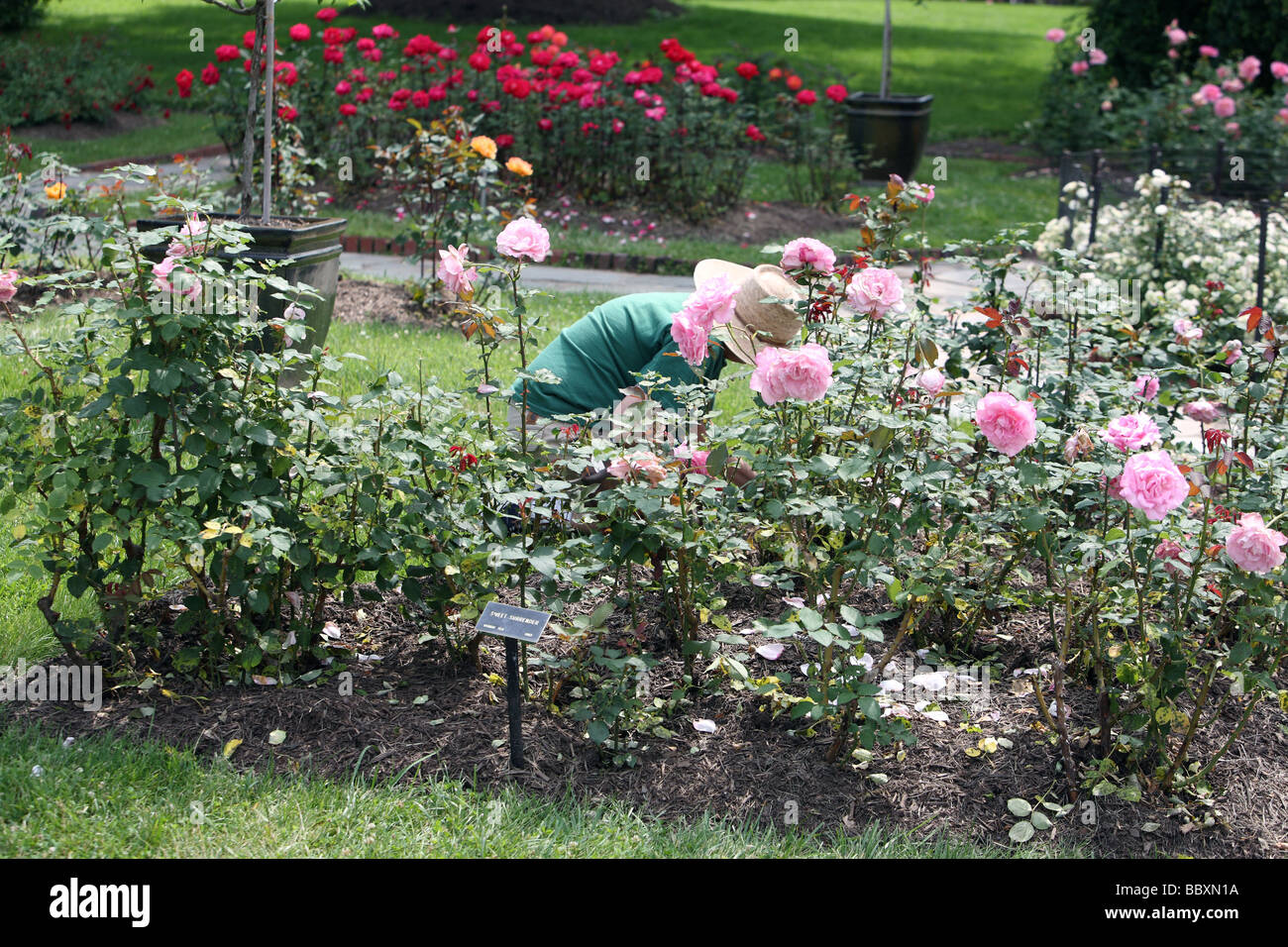 Eine rose Gärtner arbeiten in einer Darstellung der rosa Sweet Surrender Teehybride Rosen. Stockfoto