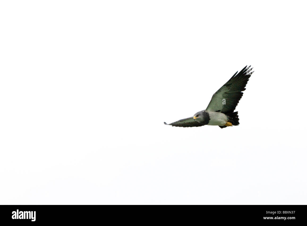 Schwarzes-breasted Bussard Adler fliegen über Patagonien Stockfoto