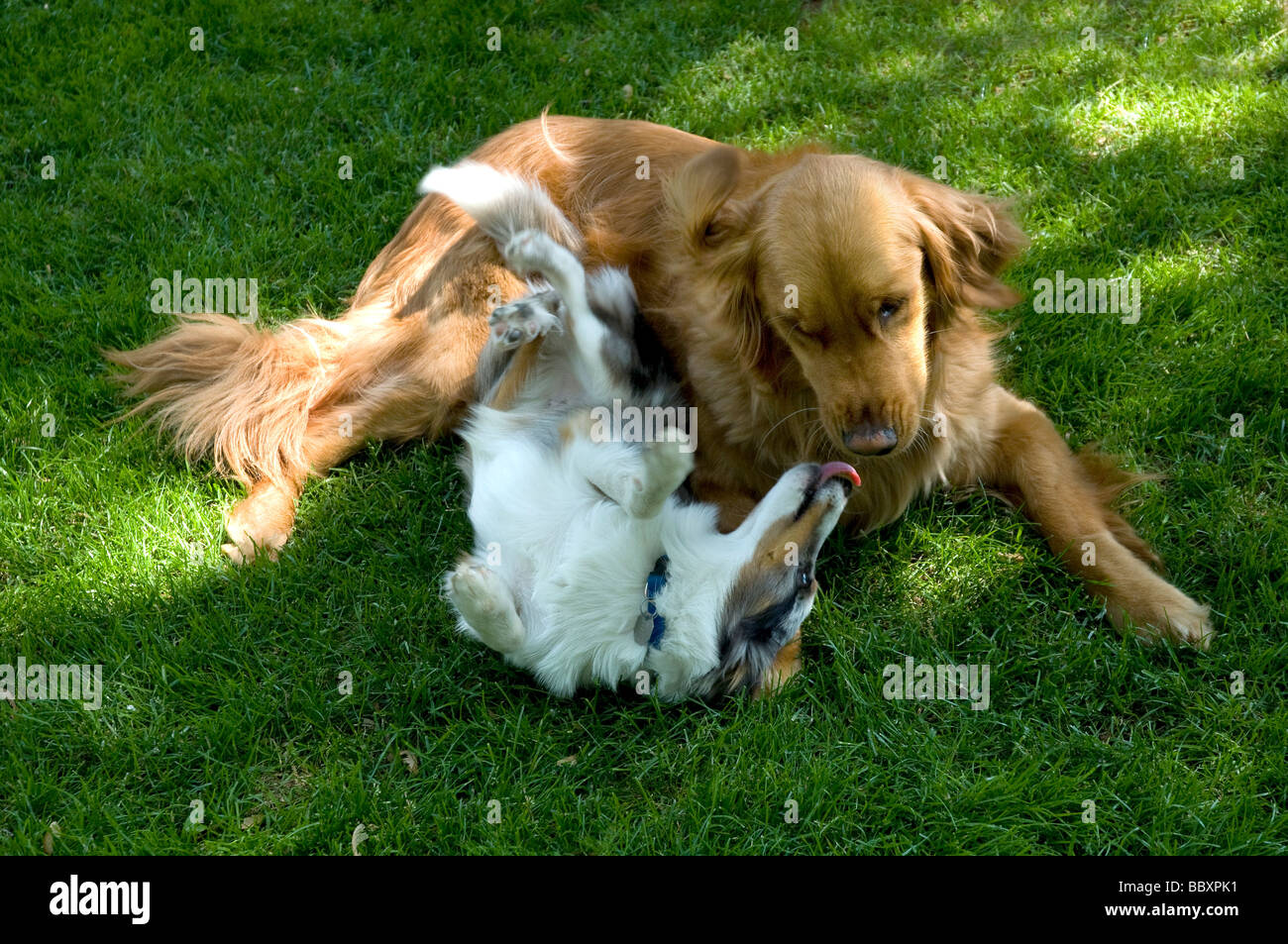 Golden Retriever und Sheltie Welpe auf dem Rasen spielen. Stockfoto