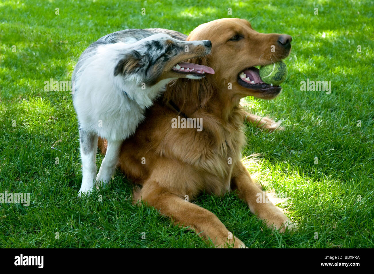 Golden Retriever und Sheltie Welpe auf dem Rasen spielen. Stockfoto