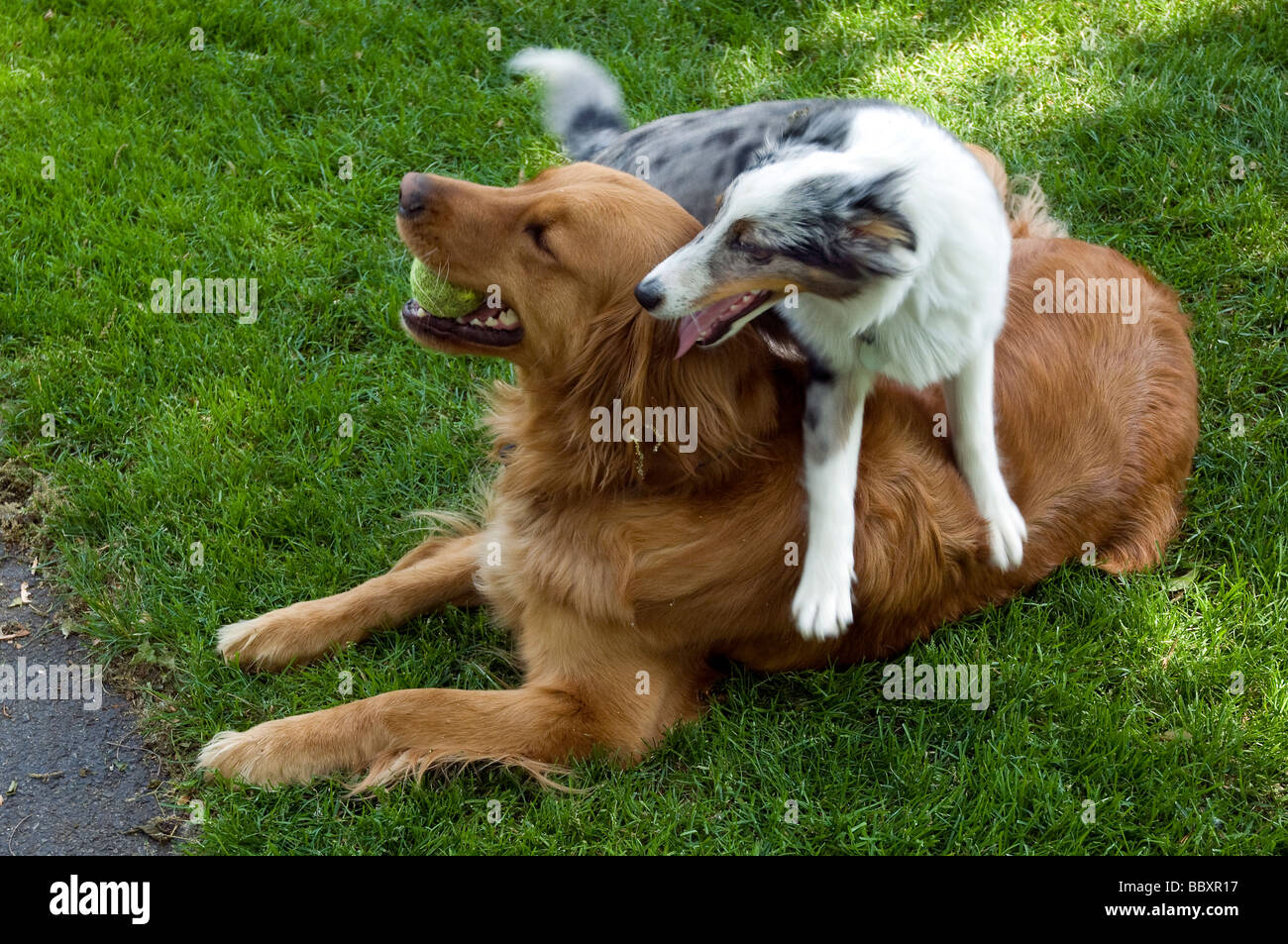 Golden Retriever und Sheltie Welpe auf dem Rasen spielen. Stockfoto