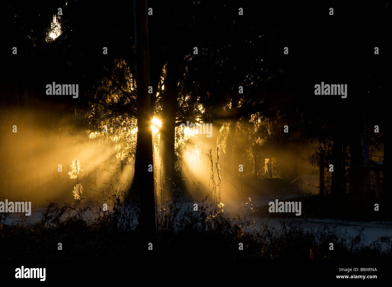 Sonnenuntergang auf einer staubigen Straße durch Live Oak Bäume North Florida Stockfoto