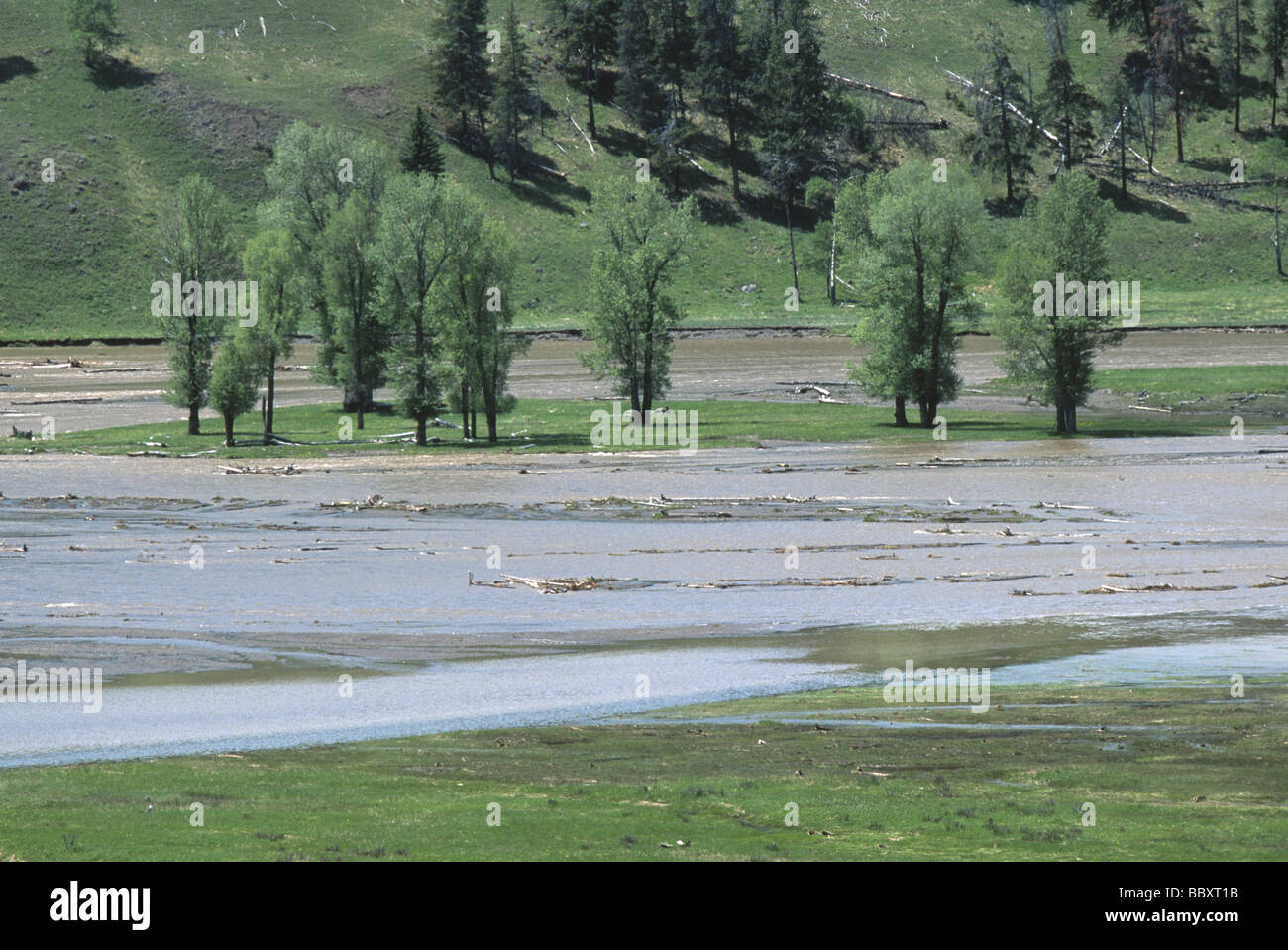 Überschwemmungen entlang des Flusses Lamar in Yellowstone National Park in Wyoming USA Stockfoto