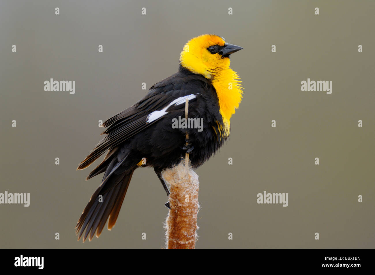 Gelb-vorangegangene Amsel thront auf einer Katze-Tail-reed Stockfoto