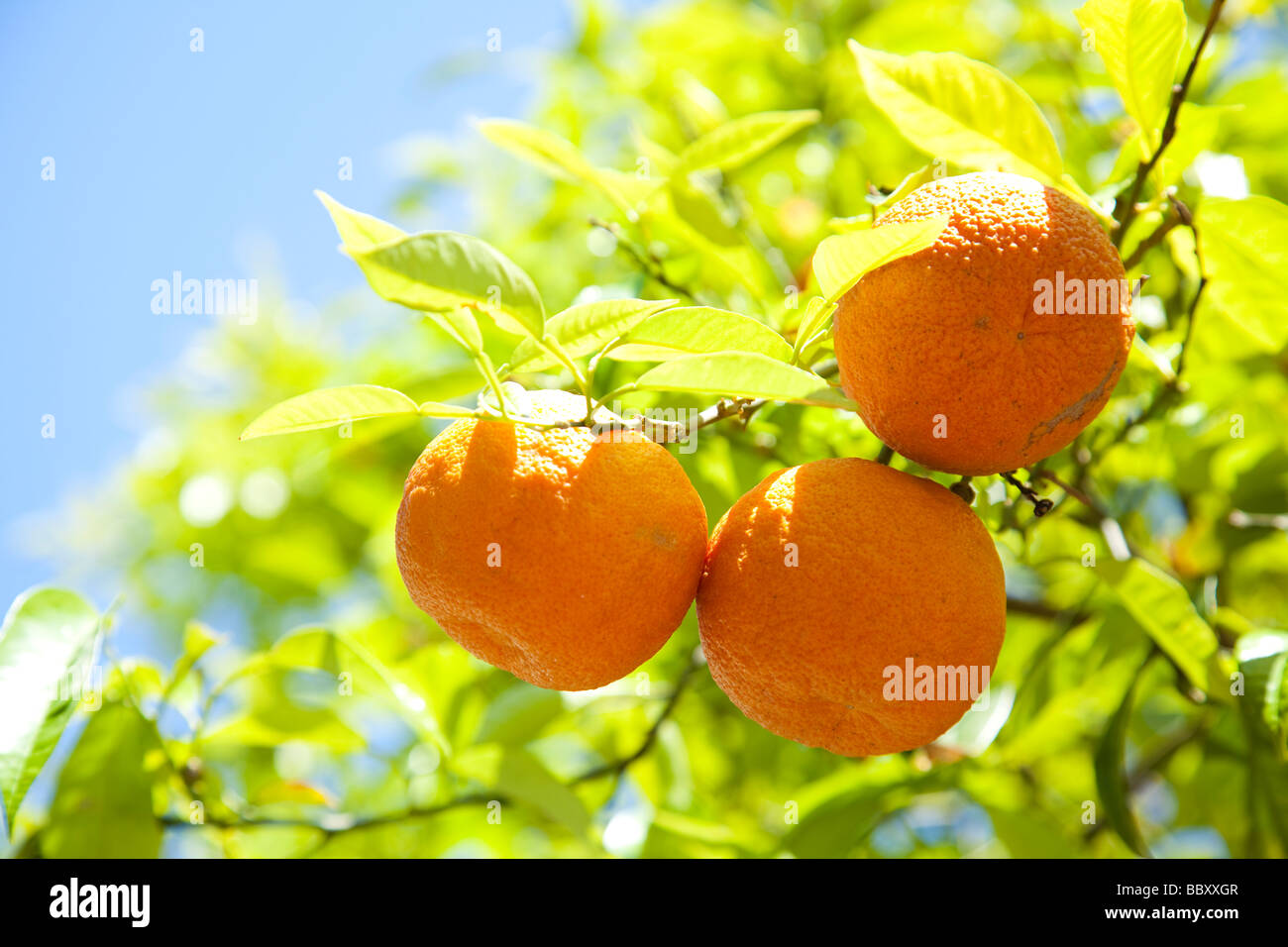Nahaufnahme des spanischen Bio-Orangen Stockfoto