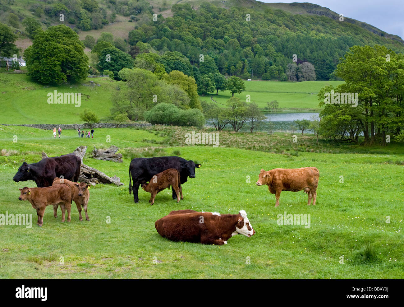 In der Nähe von Rydal Wasser Cumbria Seenplatte anzeigen Stockfoto