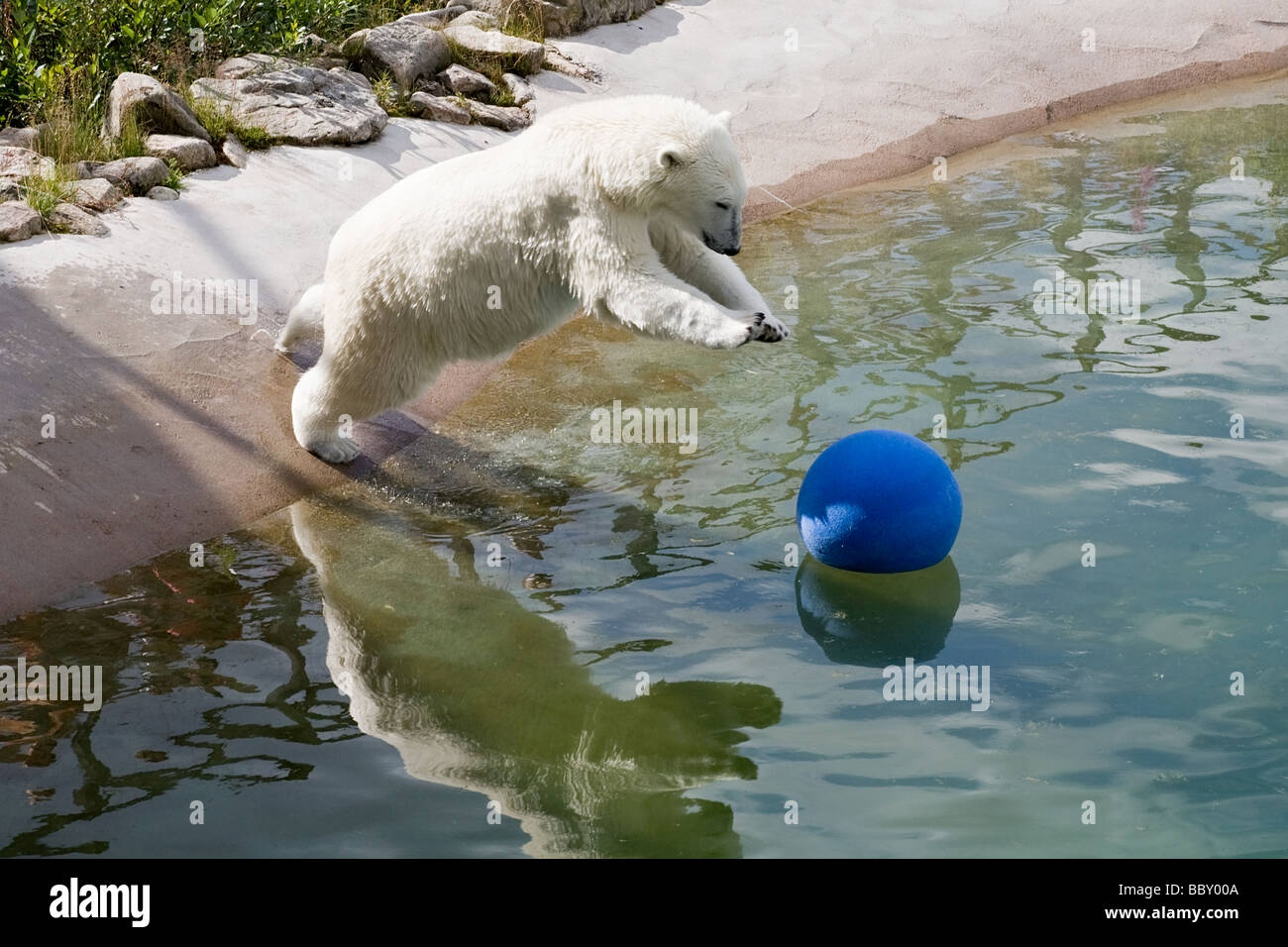 großer Eisbär mit Ball im Wasser zu spielen Stockfoto