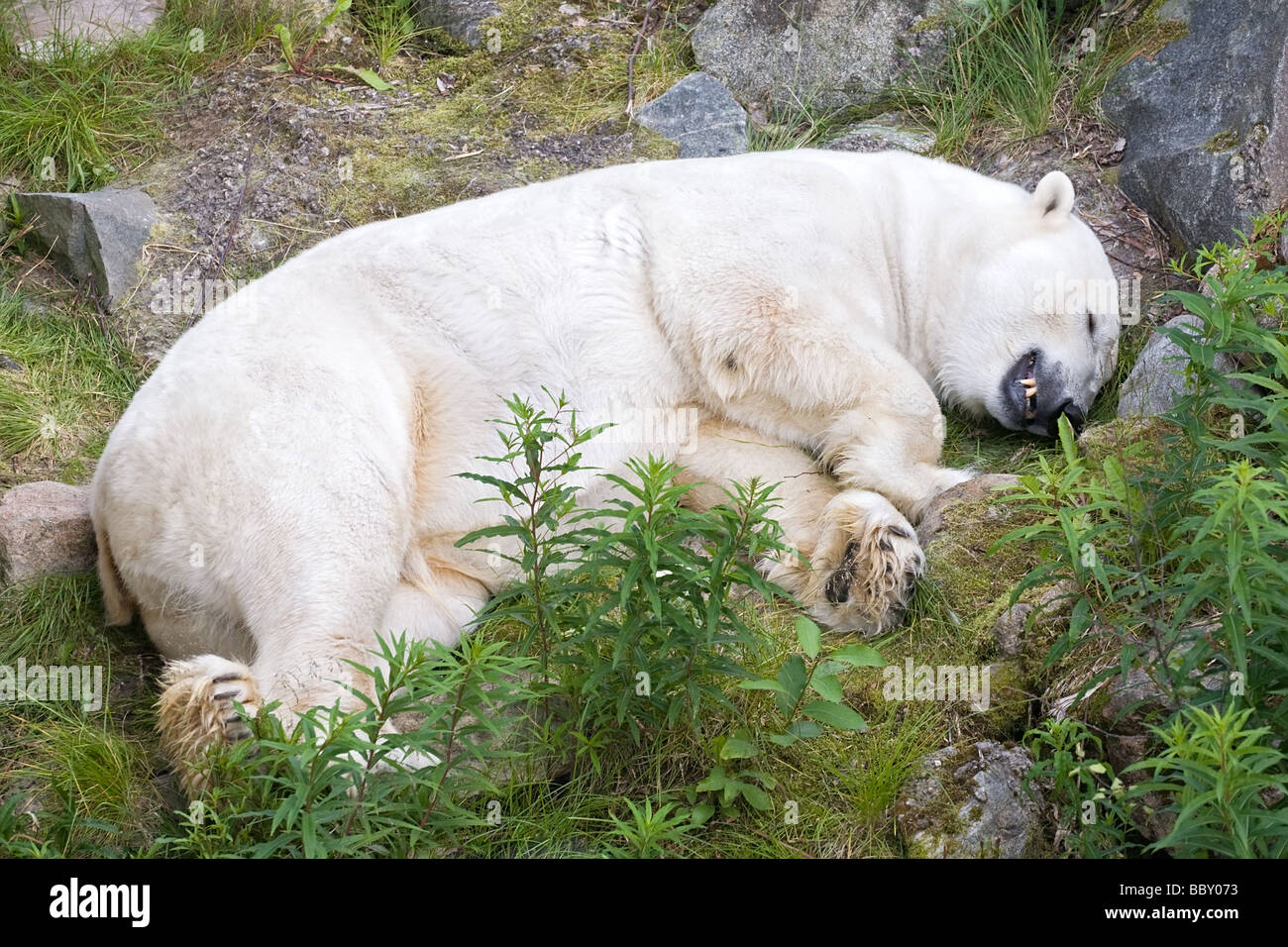 großer Eisbär schlafend auf dem grünen Rasen Stockfoto