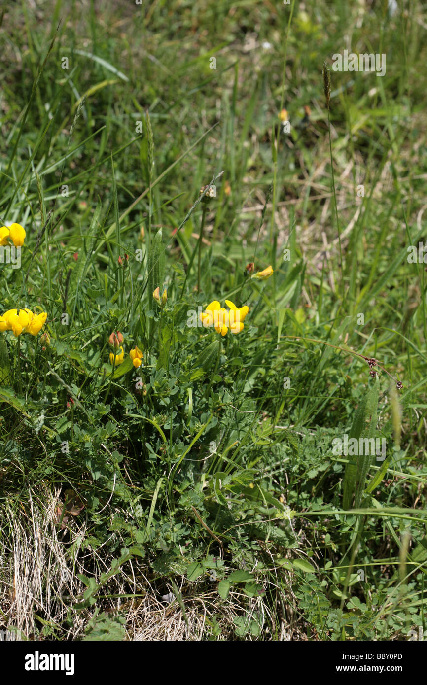 Gemeinsamen Vogel's – Foot Trefoil Lathkill Dale Derbyshire England Stockfoto