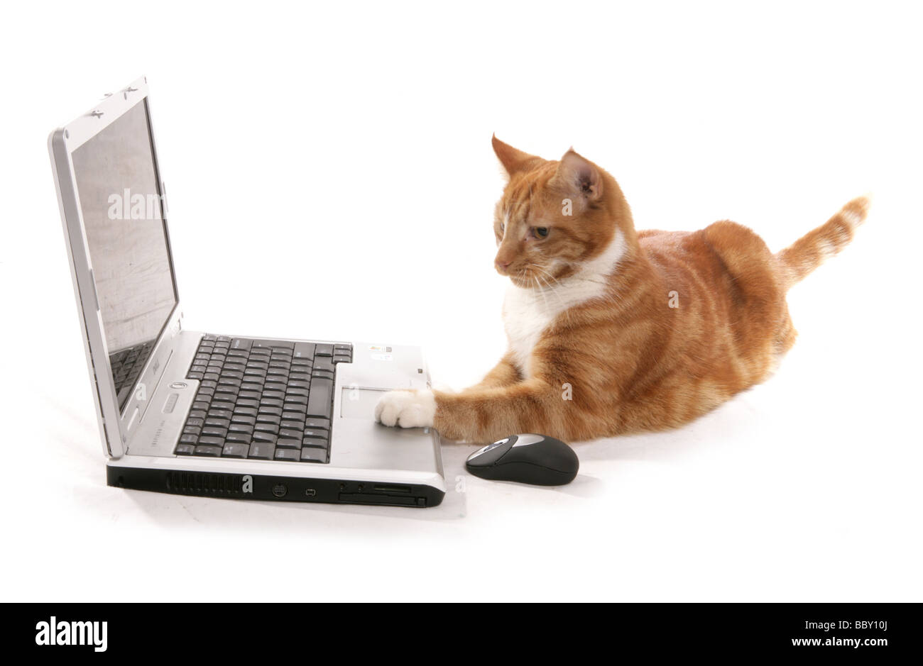Ingwer Katze spielt auf einem Computer-Laptop-Porträt in einem studio Stockfoto