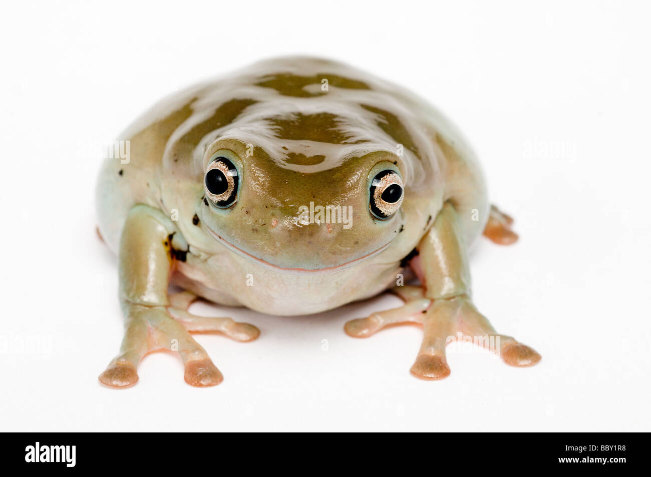 Whites Laubfrosch Litoria caerulea Stockfoto