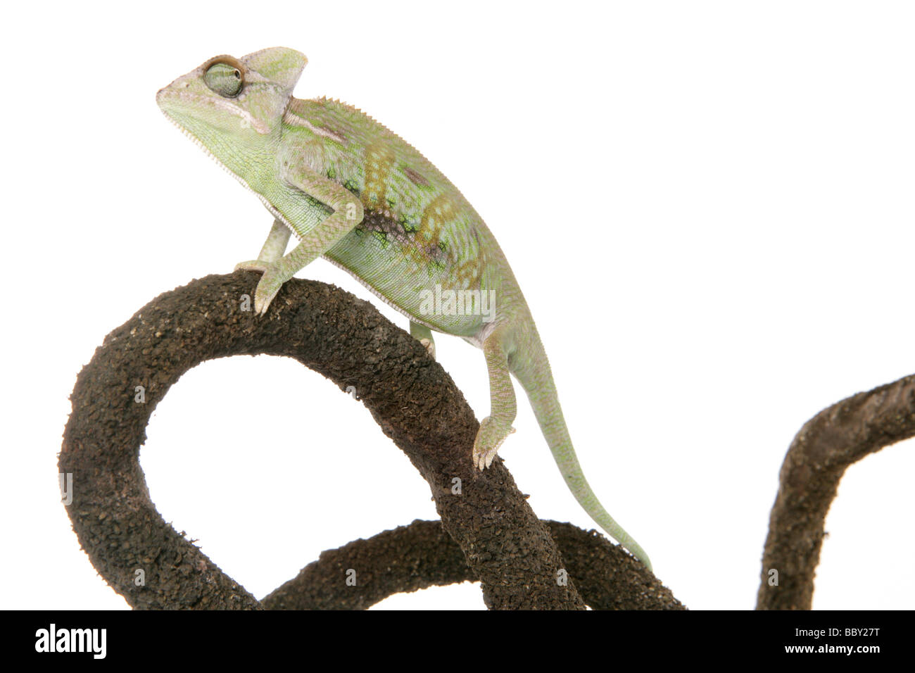 Jemen Chamäleon verschleiert aka Chamäleon Chamaeleo Calyptratus Porträt in einem studio Stockfoto