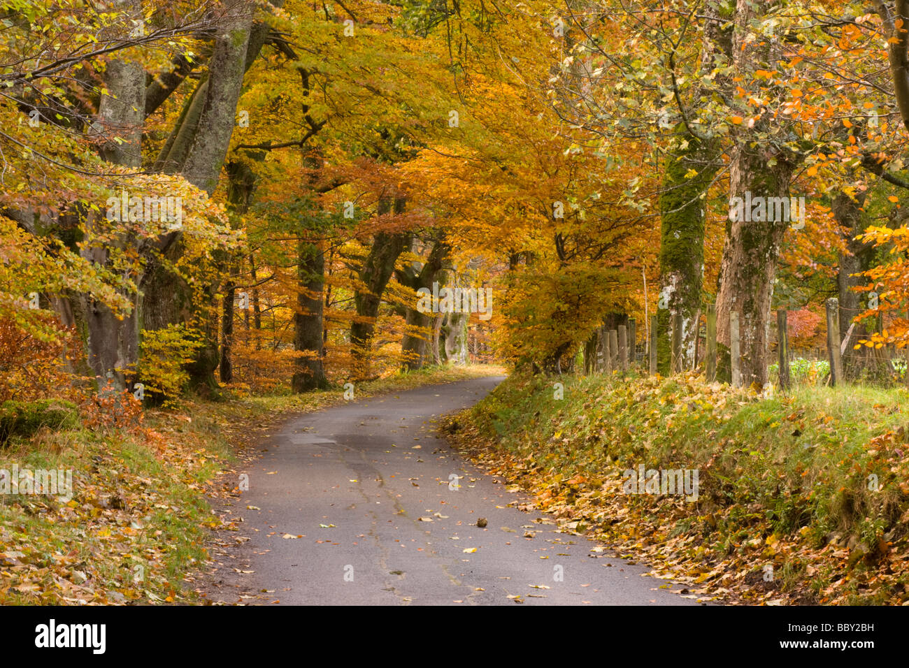 Herbst Bäume Glen Lyon Schottland Stockfoto