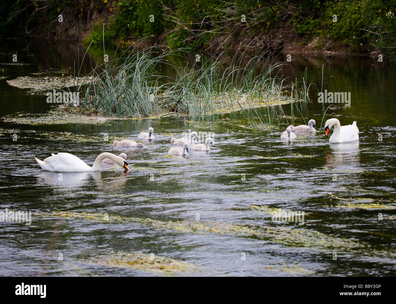 Weiße Schwäne mit grau baby Cygnets am Fluss Stour an Julians Brücke Wimborne Minster Dorset Stockfoto Weiße Schwäne mit grau baby Cygnets am Fluss Stour an Julians Brücke Wimborne Minster Dorset Stockfoto