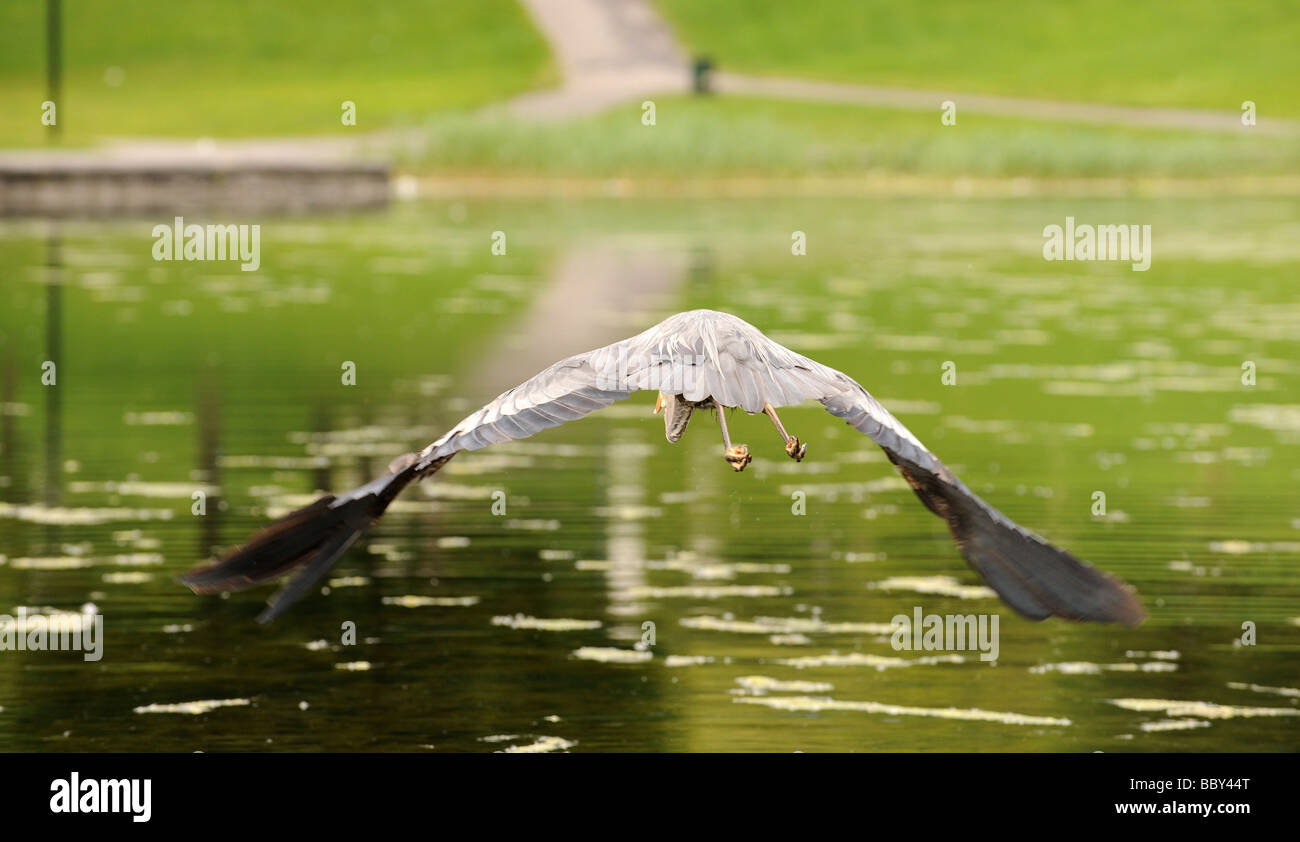 Ein riesiger Blue Heron Vogel Flug, am Rande eines Teiches in einem Vogelschutzgebiet mit seiner massiven Flügelspannweite wegfliegen. Stockfoto