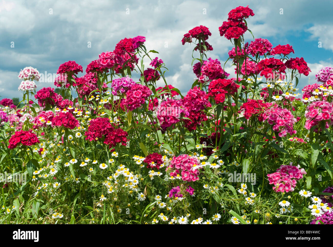 Ein Feld mit Sweet Williams (Dianthus Barbatus) und Margeriten (Leucanthemum), Hessen, Deutschland Stockfoto