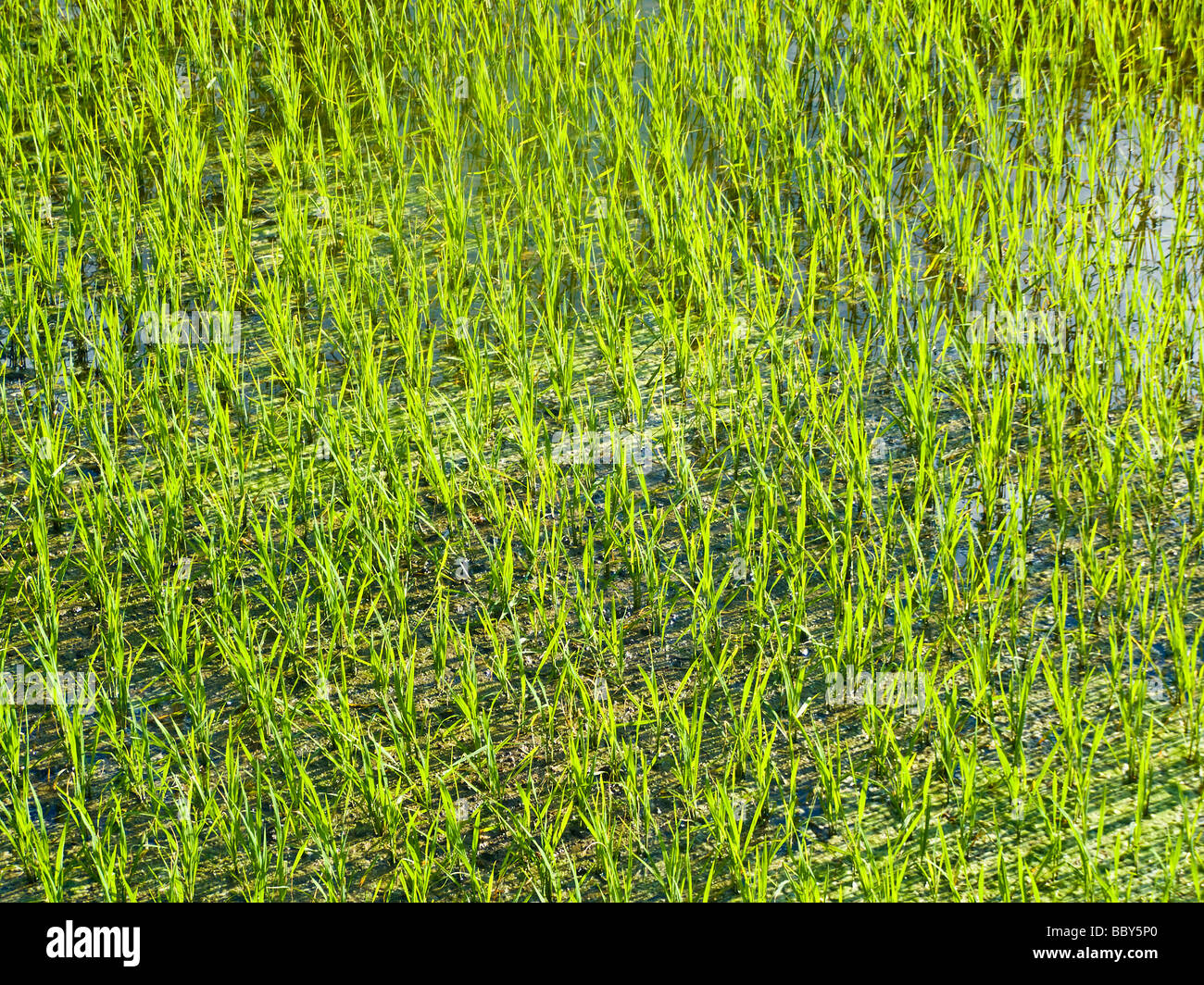 Anbau von Reis im Reisfeld Sapa Region Vietnam JPH0220 schießt Stockfoto