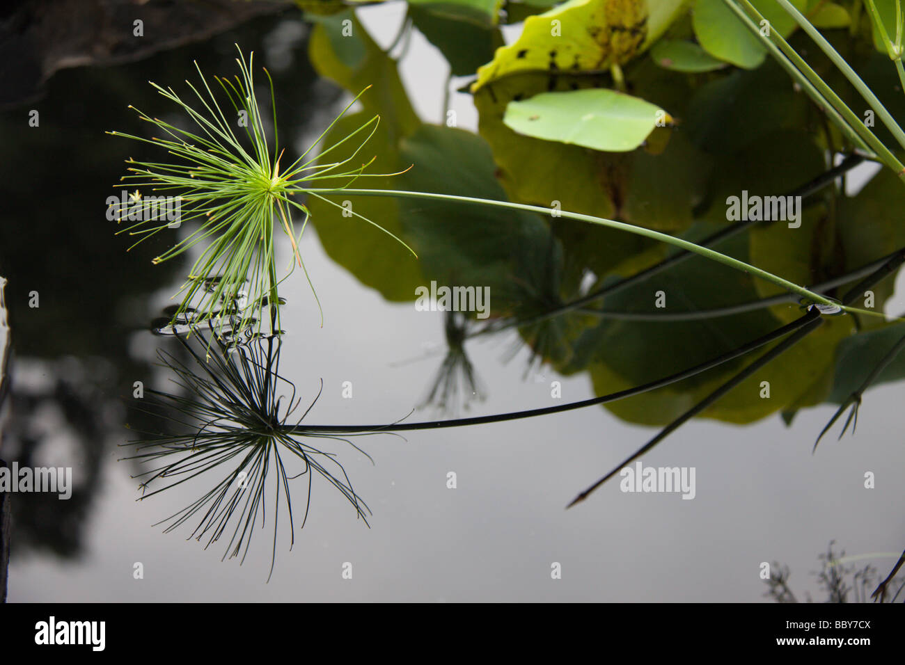 Wasserpflanzen spiegelt sich in einem Pool am Duke Gardens, Durham NC USA Stockfoto
