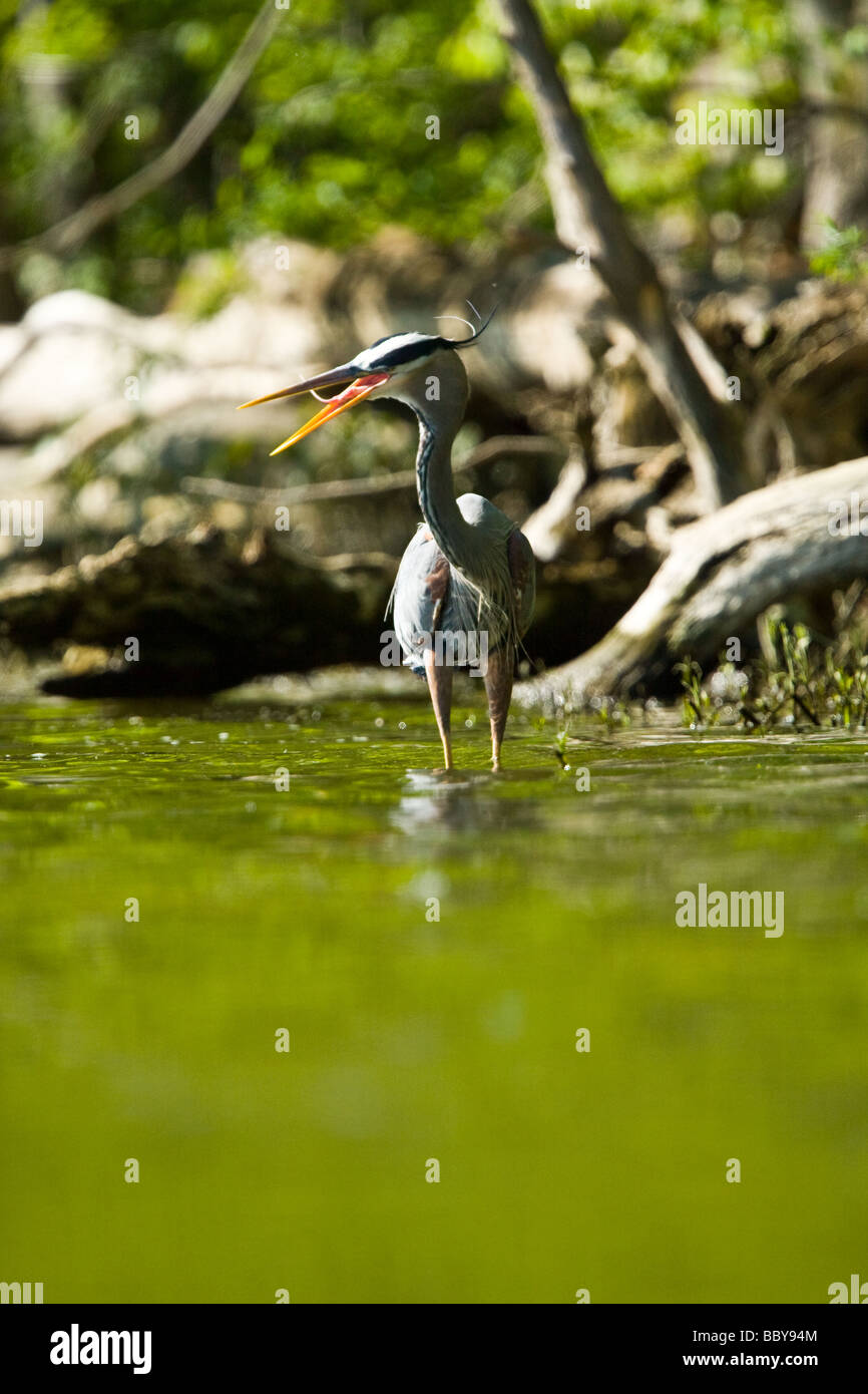 Great Blue Heron am Scioto River in Powell, Ohio Stockfoto