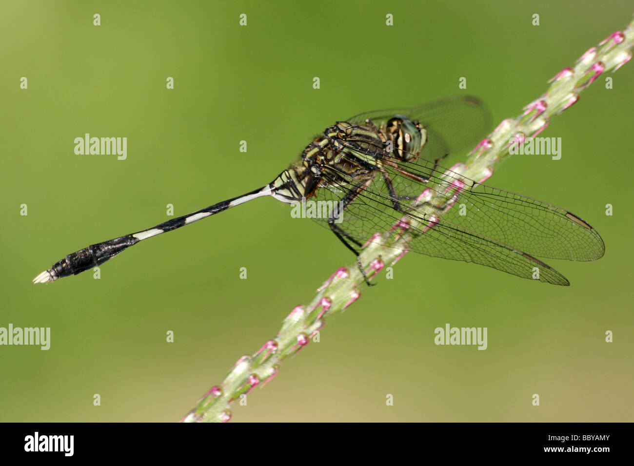 Grün Marsh Hawk (aka schlanke Skimmer) Orthetrum Sabina ruht auf Stamm an Garampani Rastplatz, Assam Zustand, Indien Stockfoto