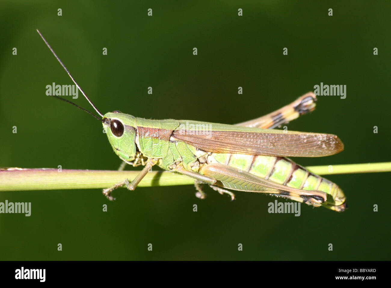 Kleinere Reis Grasshopper Oxya Nitidula Taken In Mokukchung, Bundesstaat Nagaland, Indien Stockfoto