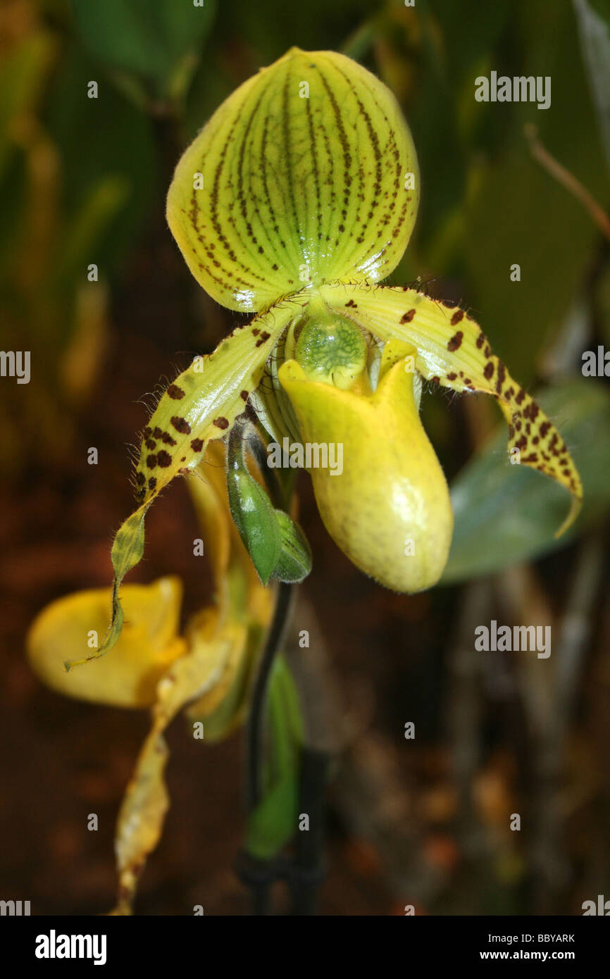 Pantoffel Orchidee Paphiopedilum Arten Stockfoto