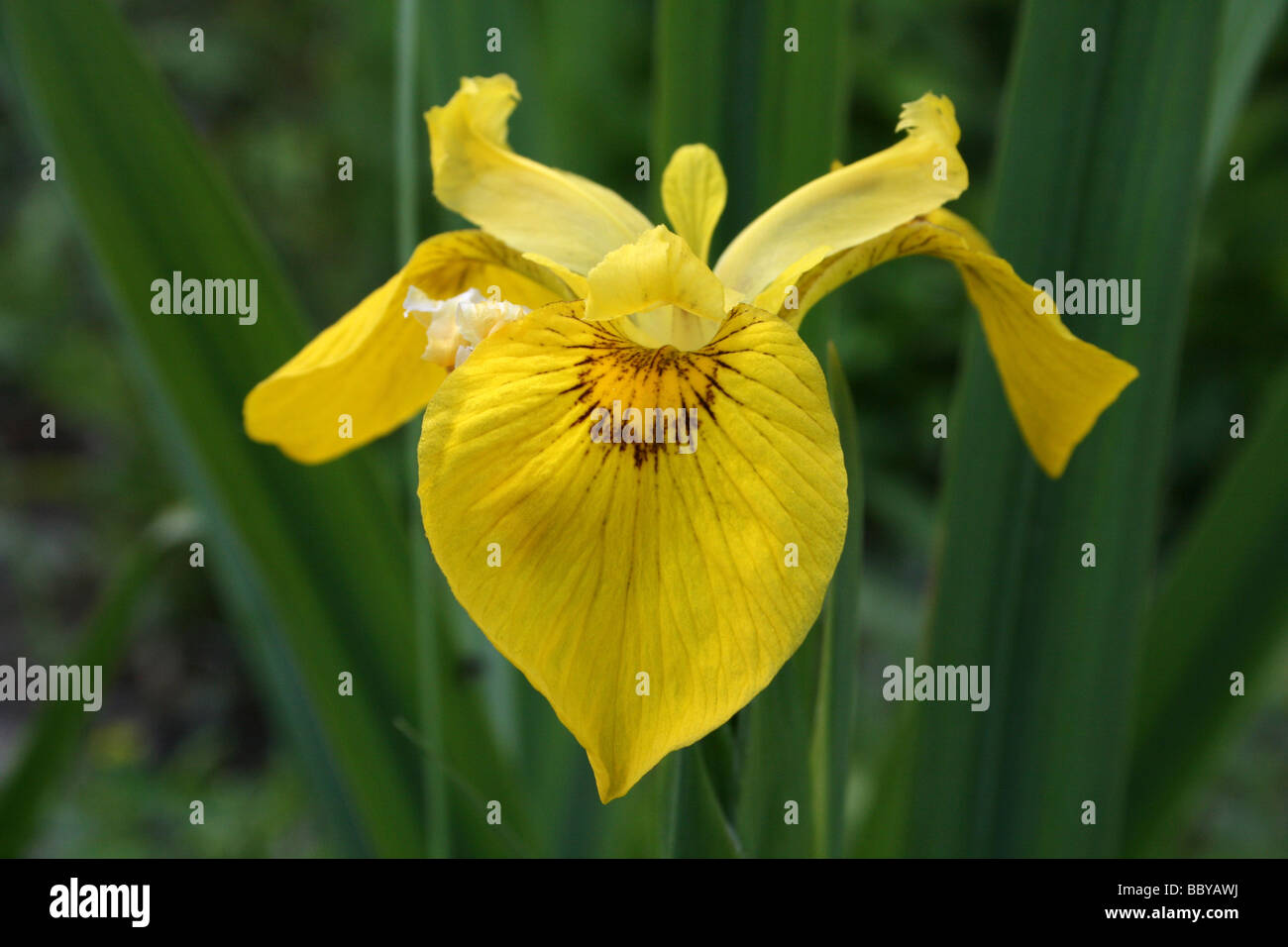 Gelbe Flagge Iris Pseudacorus genommen bei Martin bloße WWT, Lancashire UK Stockfoto