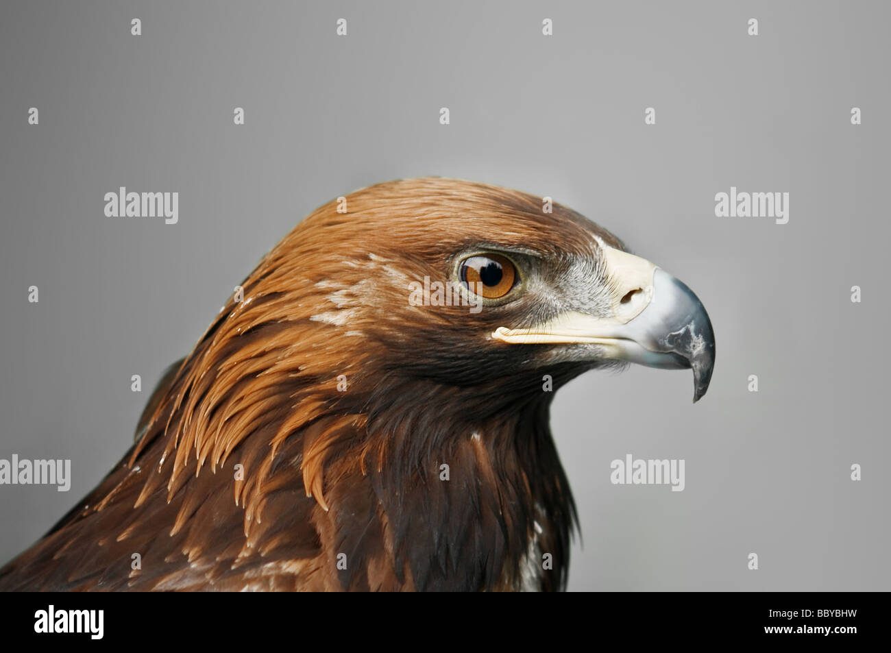 Steinadler auf grauem Hintergrund isoliert Stockfoto