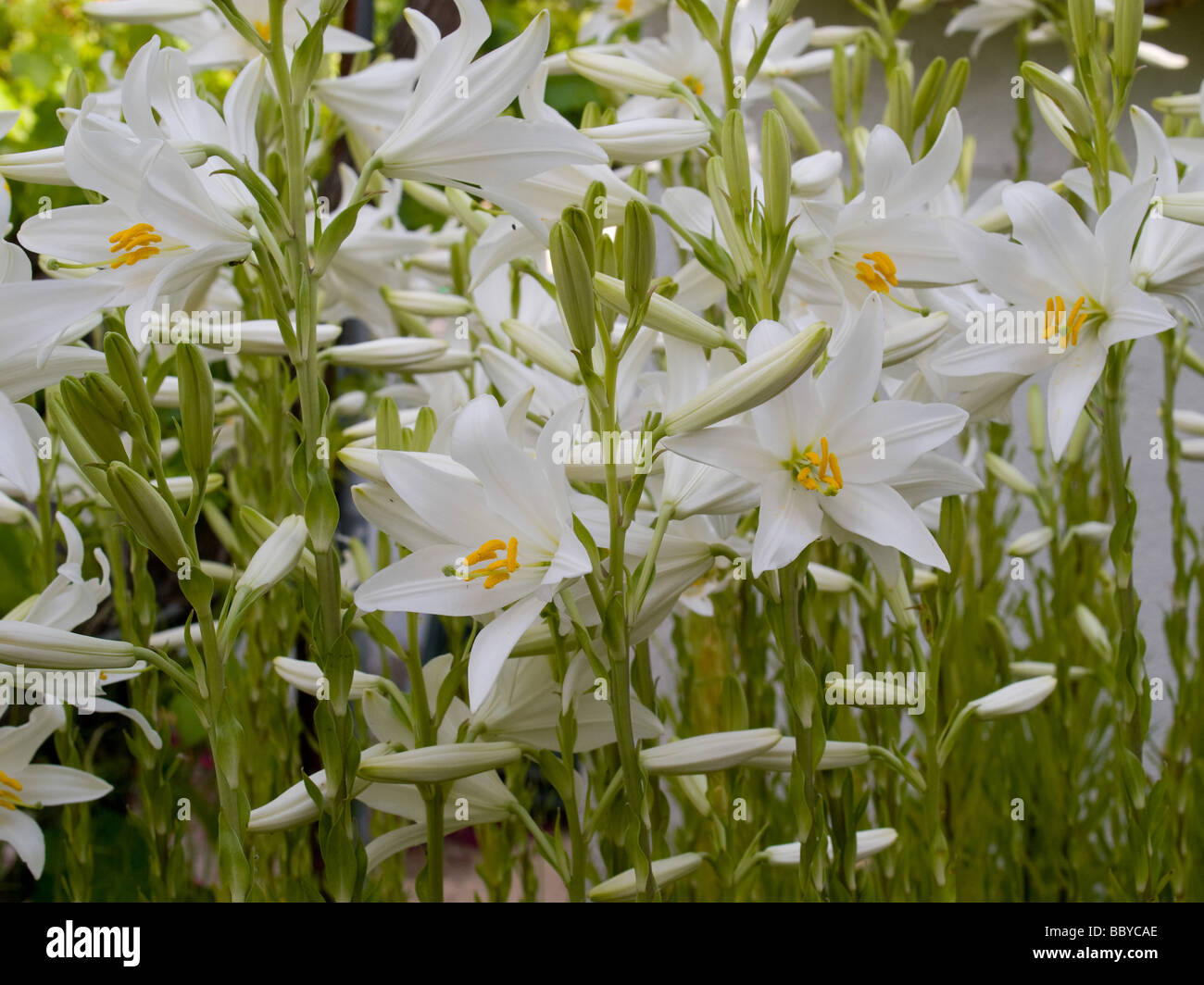 Fragrent pure Lilly Himmel Stockfoto