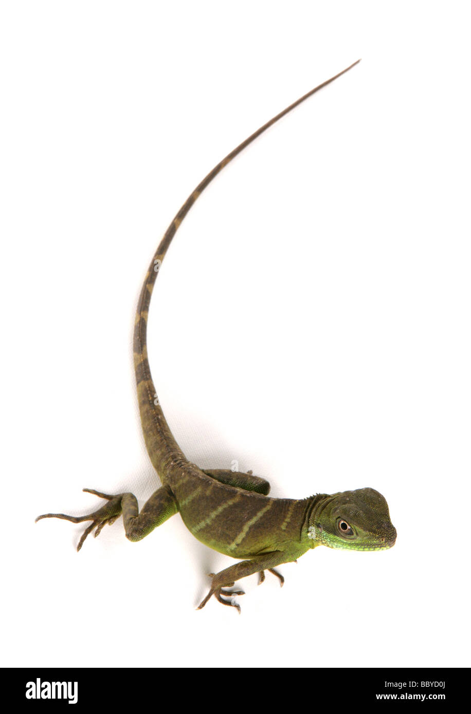 Grüner chinesischer Wasserdrache Physignathus Cocincinus Portrait im studio Stockfoto