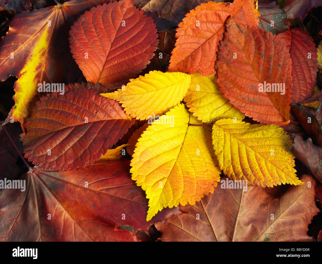 Im Herbst Laub auf dem Boden Stockfoto