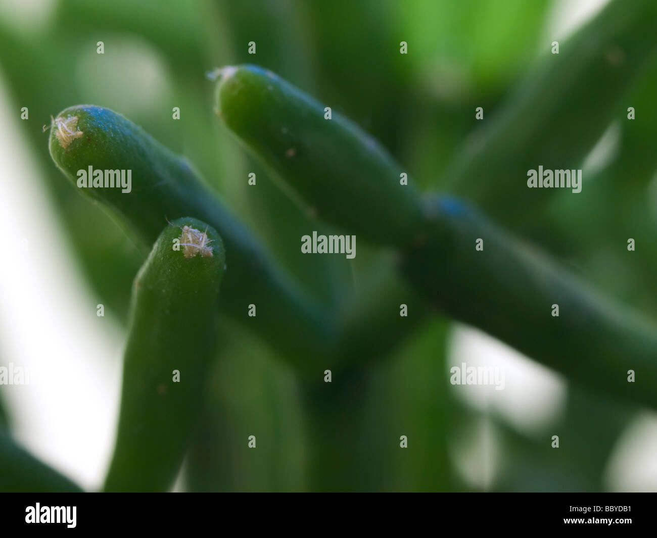 Eine tiefgrüne Kaktus ohne Stacheln. Close-up. Stockfoto