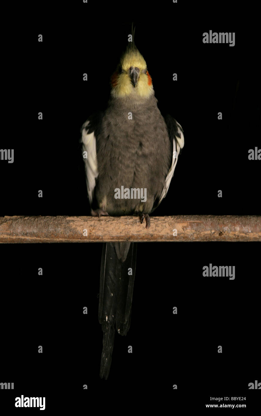 Nymphensittich Nymphicus Hollandicus Erwachsene hocken in einem studio Stockfoto